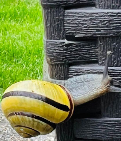 snail2.jpg
