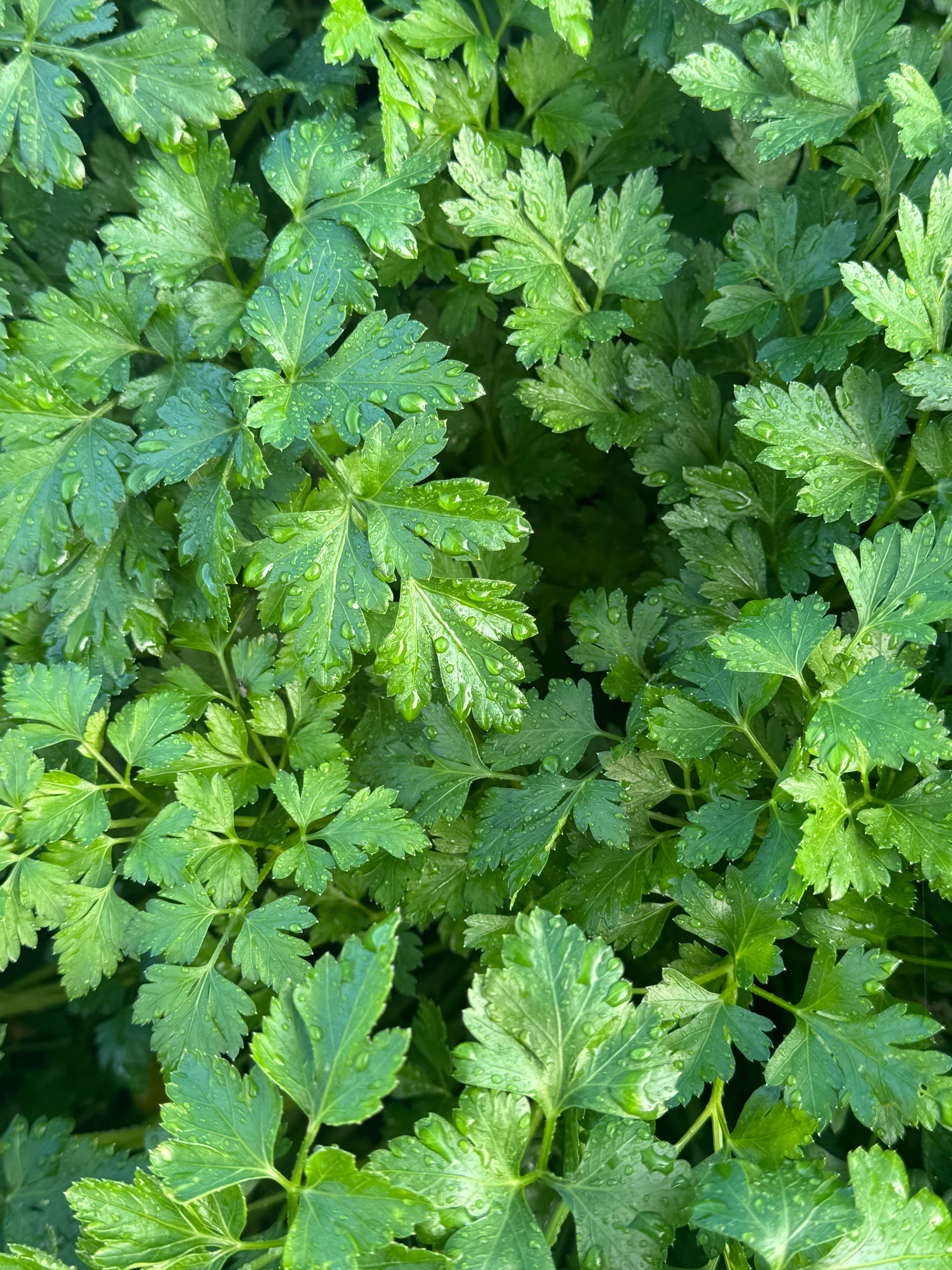 Parsley Flat leaf