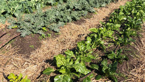 Cold Mornings and Sunny Afternoons