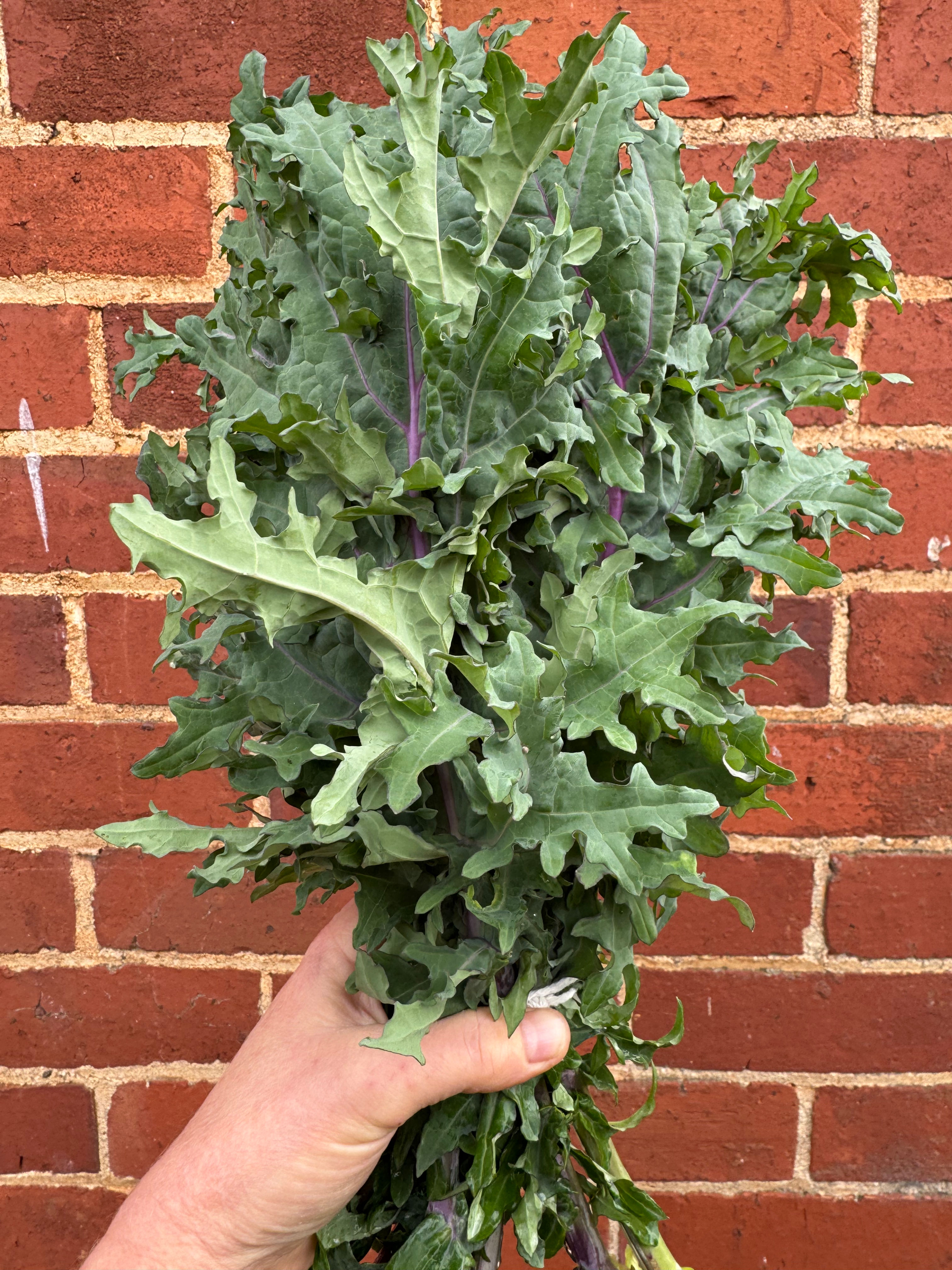 Kale"Russian"
