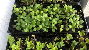 Workshop and Garden tours