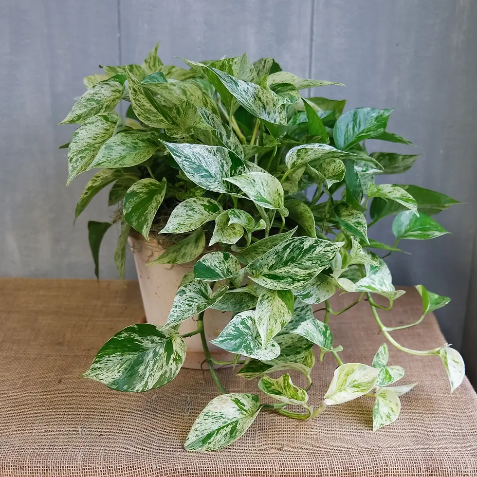 Pothos_MarbleQueen.webp
