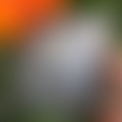 In the wild: Die Survival Show