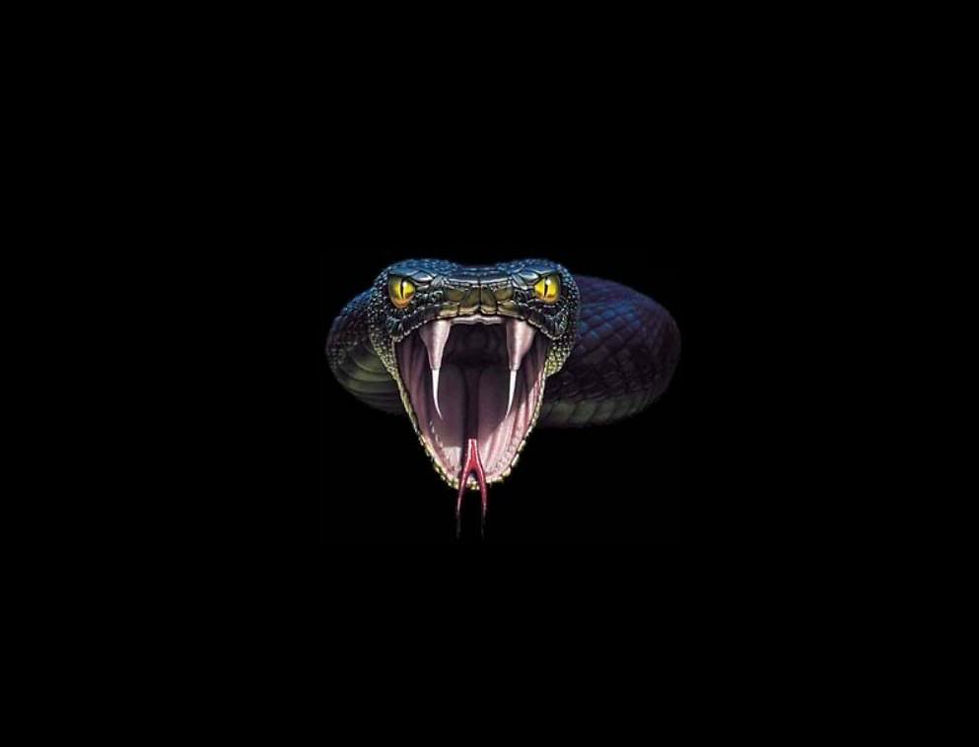Viper BG.jpg