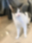IMG-8736.jpeg