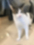 IMG-8736.jpeg
