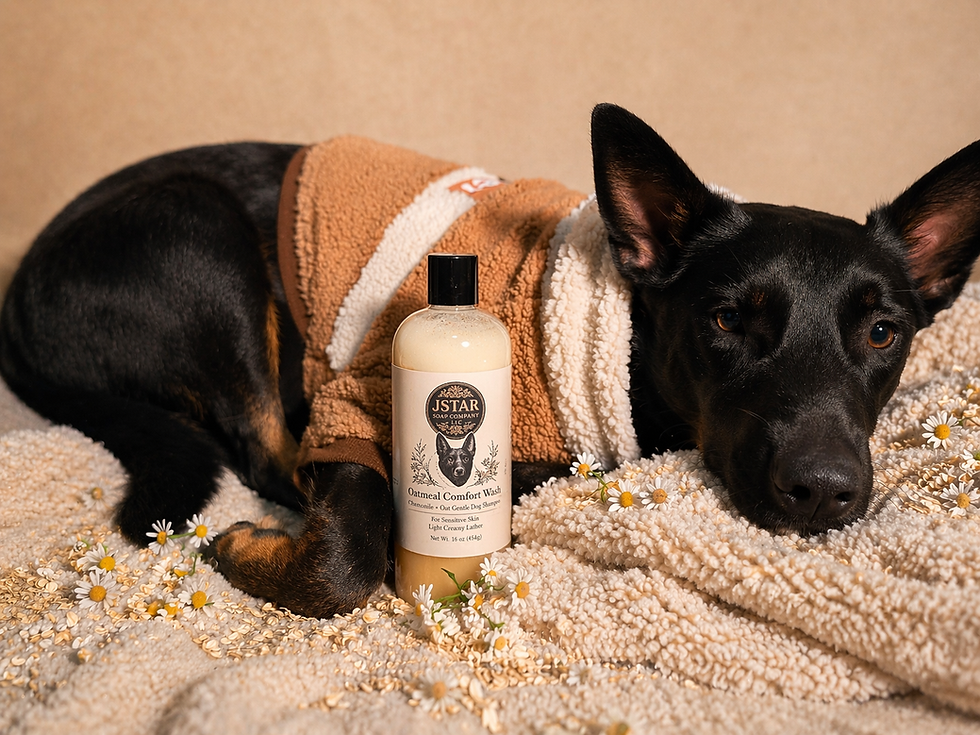Thumbnail: Black dog resting on a cozy cream blanket with chamomile flowers beside a 16 oz JSTAR Oatmeal Comfort Wash dog shampoo bottle