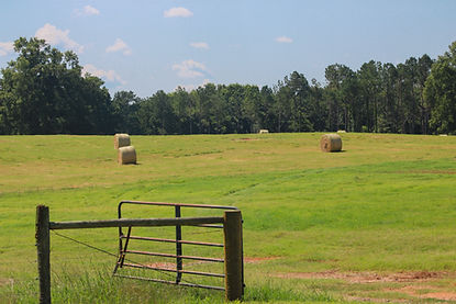 IMG_9785.jpg