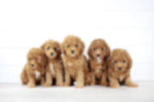 F1b Mini Goldendoodles Coming Soon!!