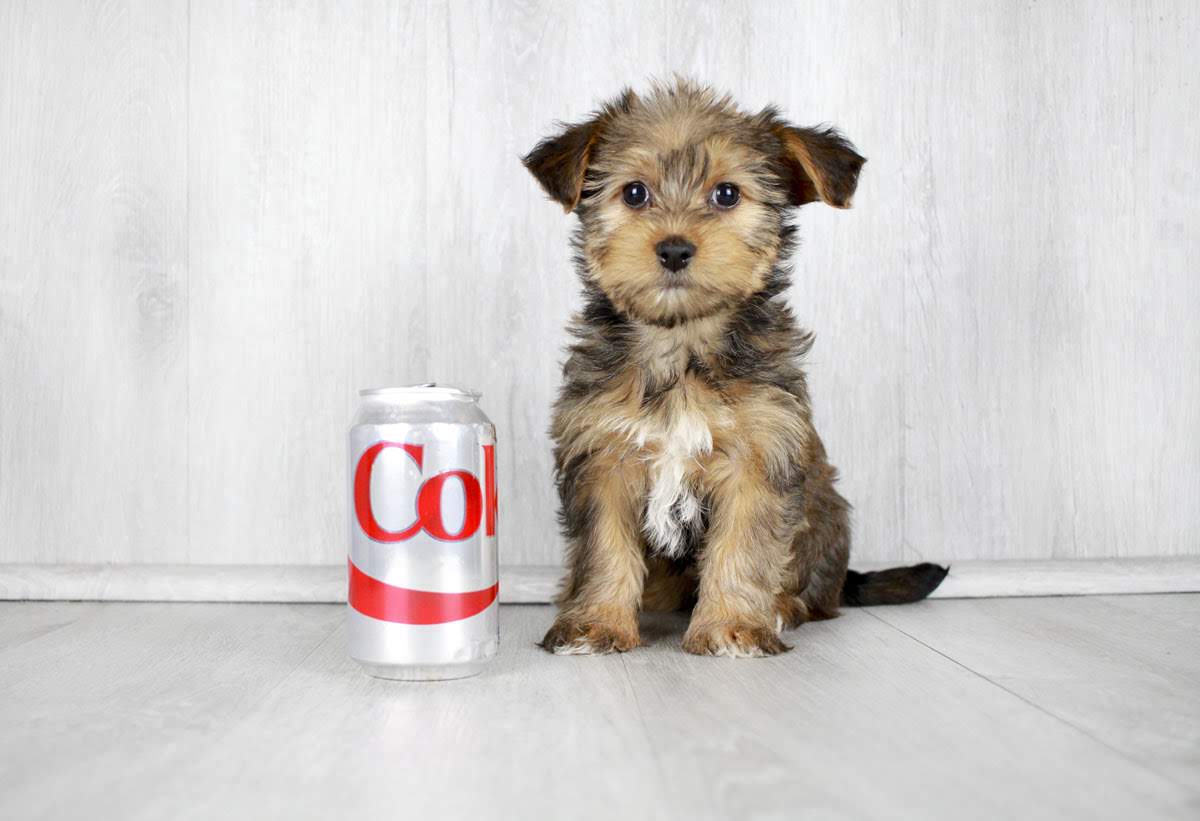 Morkie