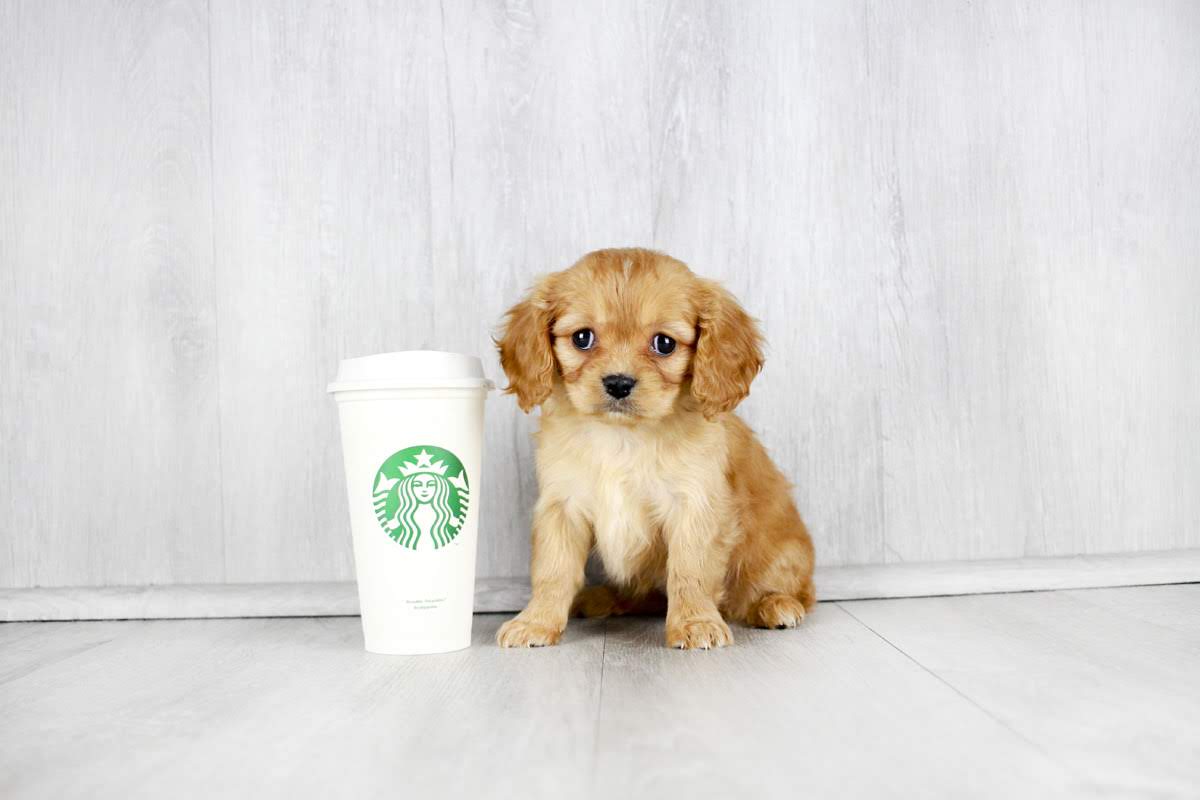 Cavalier Spaniel