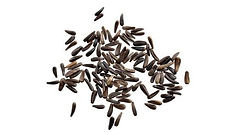 Niger Seed Oil.jpg