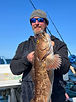 Lingcod