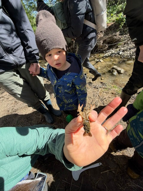 Mommy Crayfish is carrying her eggs! Amazing!