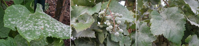 How about the problem of grape powdery mildew?
