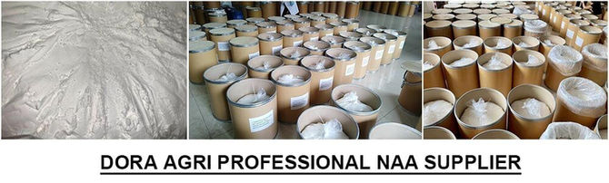 Good Quality 98%TC NAA 1-Naphthylacetic Acid Supplier