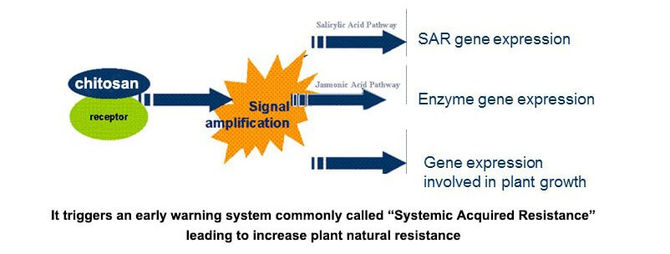 What’s benefits of Chitosan in agriculture?