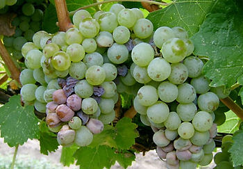 grape sour rot
