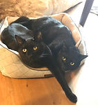IMG_4934.jpeg