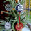 Thumbnail: Customizable Holiday Keepsake Ornaments