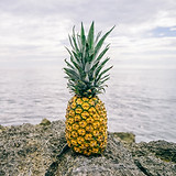 Pineapple by the Sea