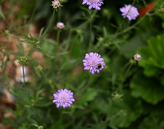 DSC_3063.jpg
