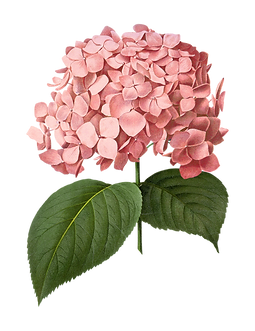 PinkBigLeafHydrangea.png