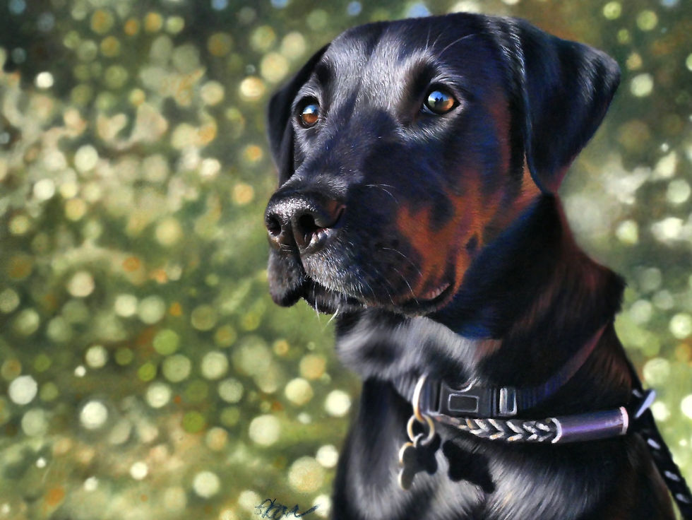 Thumbnail: Coloured Pet Portrait