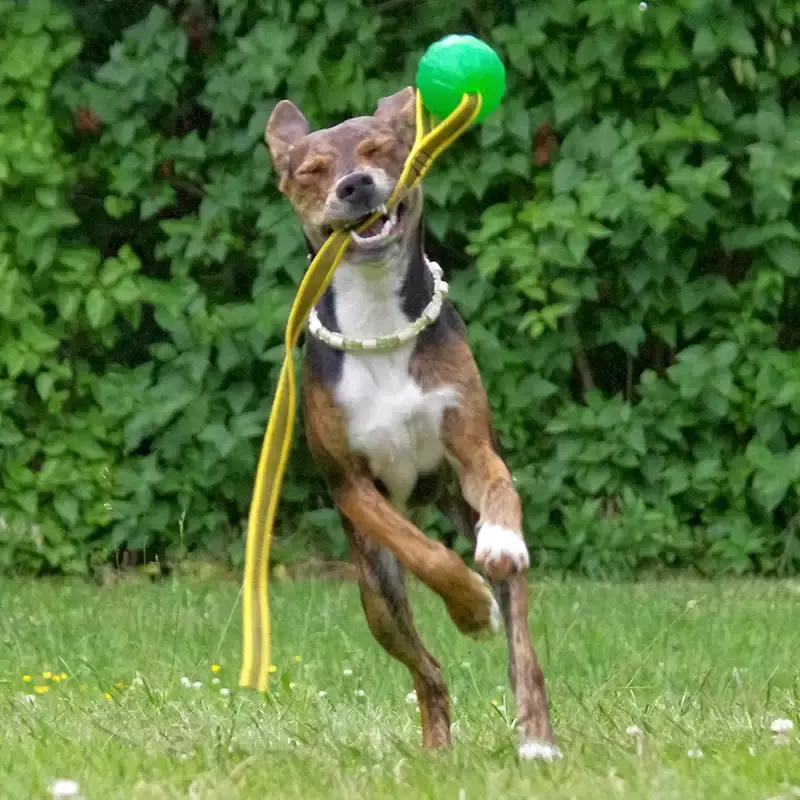 Miniatura: Starmark Chew ball Grip sangle