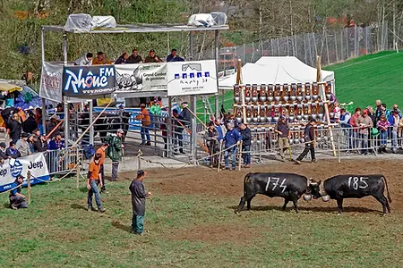 Combat de Vaches, de la race d'Hèrens, ou combat des reines au Val d'Anniviers.