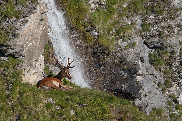 Photo cerf Anniviers