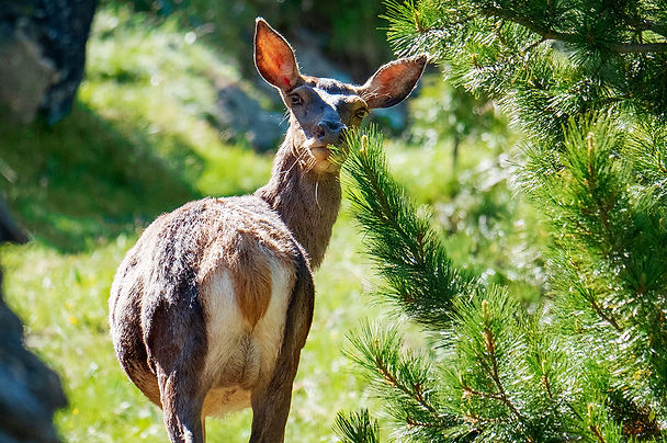 Photo biche Suisse