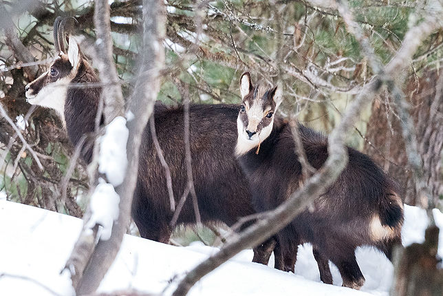 Photo chamois Suisse