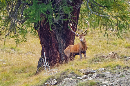 Faune, cerfs, Parc National Suisse