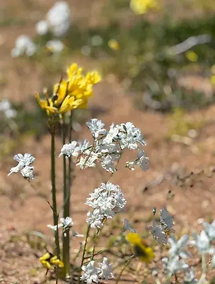 L'Añuñuca, fleur du nord de la cordillère des Andes
