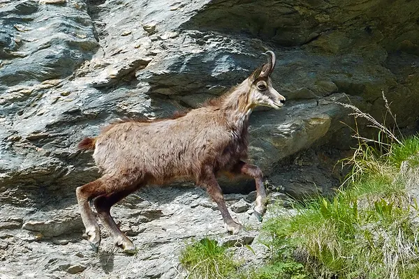 Chamois aux Plats de La Lée, alpes Suisses