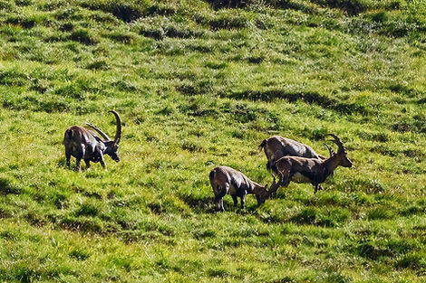 Capra Ibex, Parc National Suisse