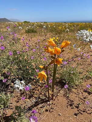 L'Añuñuca, fleur du nord de la cordillère des Andes