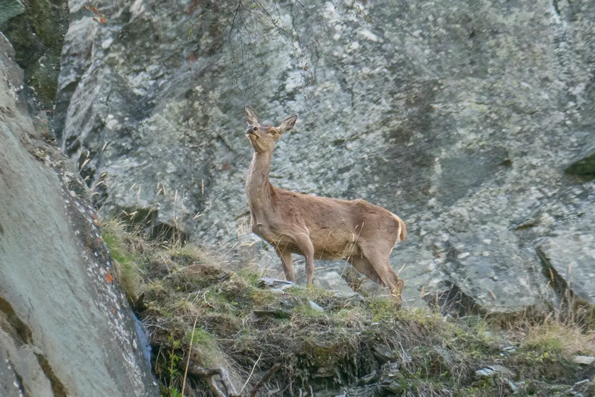 Biche, femelle du cerf, Val d'Anniviers, Switzerland.