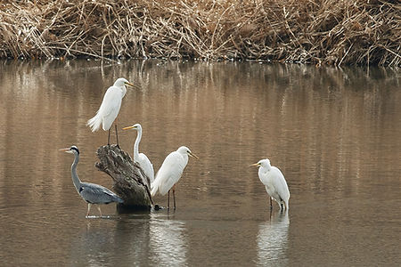 Aigrette et Héron 
