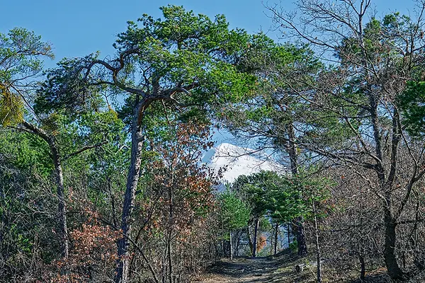 Parc nature Pfyn-Finges, près de Sierre, alpes Suisses.