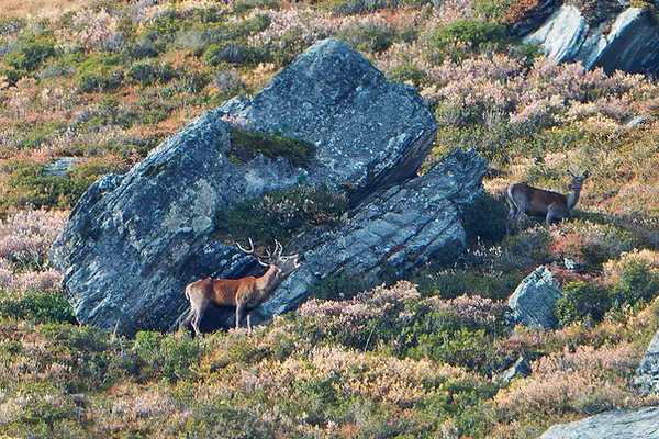Le brame du cerf au Val d'Anniviers, canton du Valais, alpes Suisses.