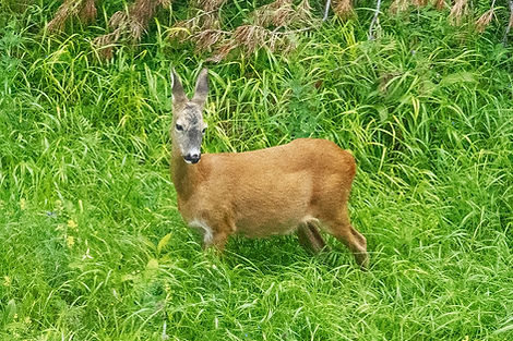 Chevrette, femelle du chevreuil, Parc National Suisse