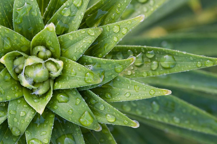 ayurveda-plant.jpeg