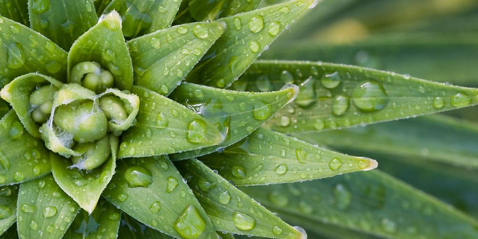 Ayurveda workshop - Mindful well being