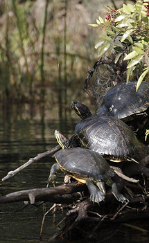 Best Boat Tour in Winter Haven. wildlife sightings