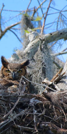 best thing to do in Winter Haven boat tour wildlife sightings Horned Owl