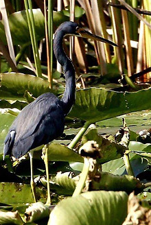 best thing to do in Winter Haven boat tour wildlife sightings