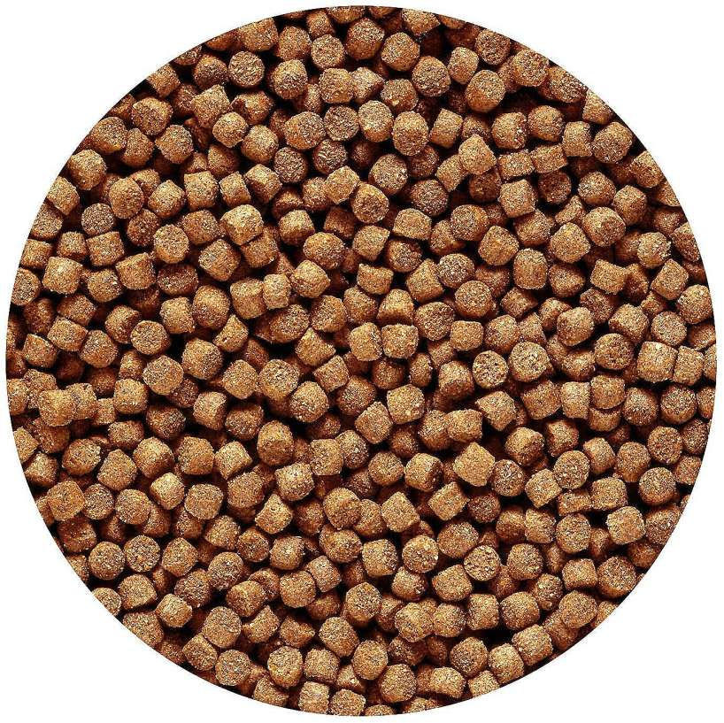 Hikari Wheat-Germ mini pellet, 