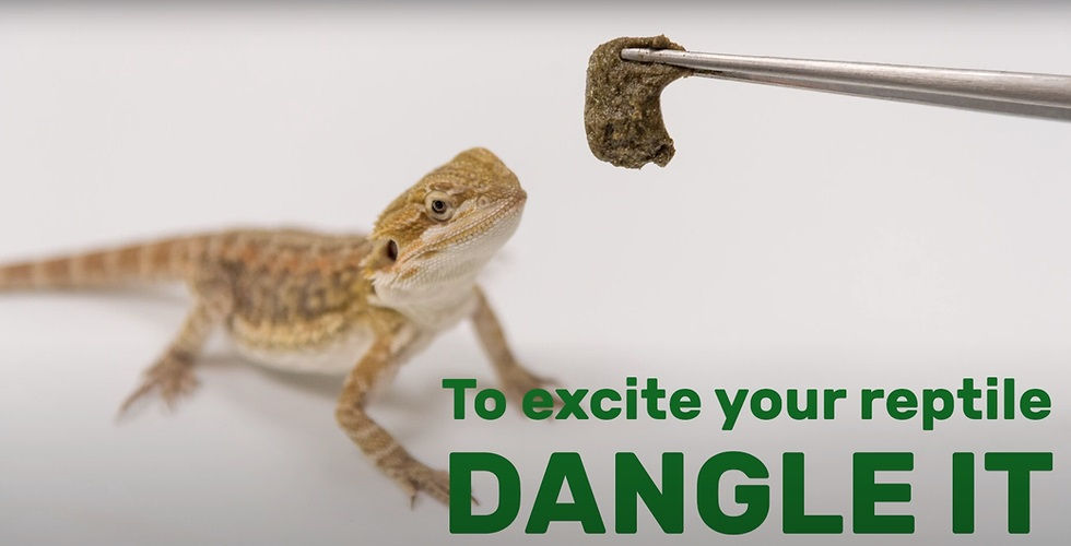 Миниатюра:  Hikari DragonGel, Храна за всеядни гекони